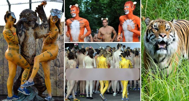 Berlari Bugil di Kebon Binatang London demi Harimau Sumatera